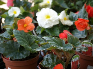 Non Stop Begonia